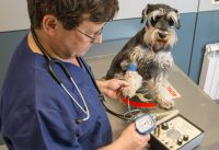 Consulta veterinaria