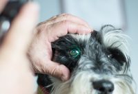 Oftalmología veterinaria