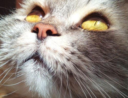Nasofaringitis aguda en gato