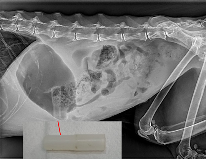 Radiografía de un gato