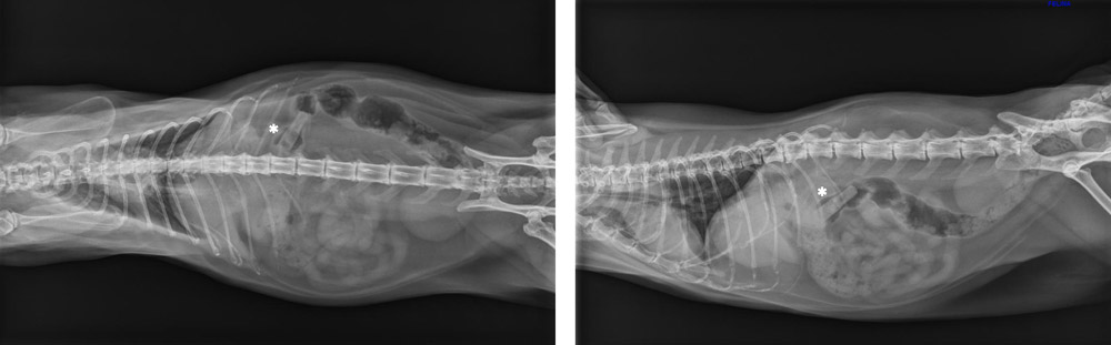 Cuerpo extraño en gato