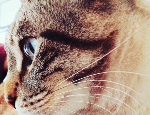 Asma felino