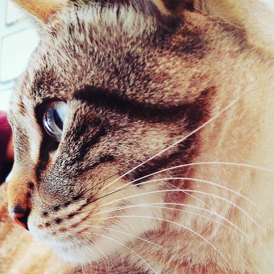asma felino