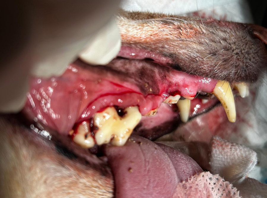 Enfermedad periodontal