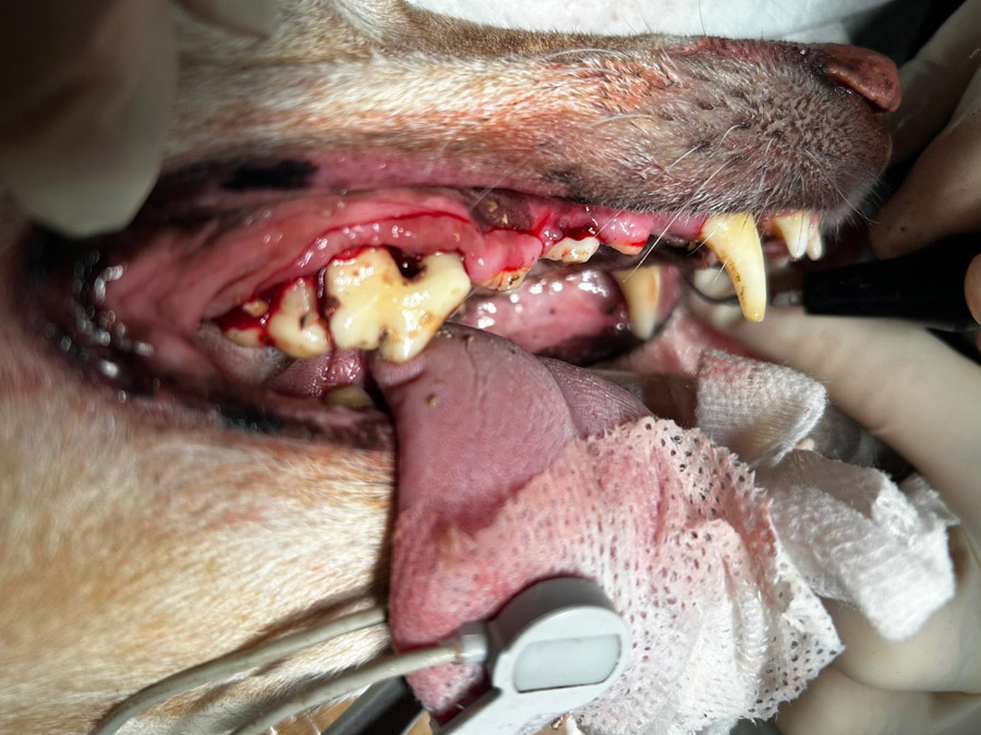 enfermedad periodontal severa en perro con fístula oronasal