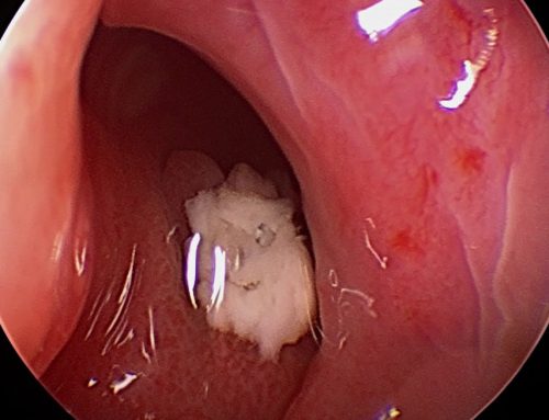 Fístula oronasal en perros