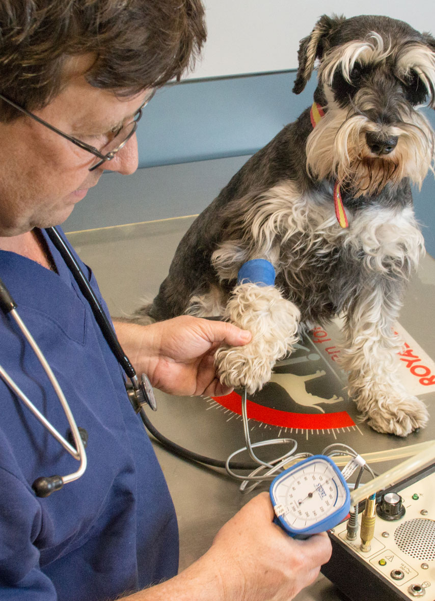 Ayora Clínica veterinaria