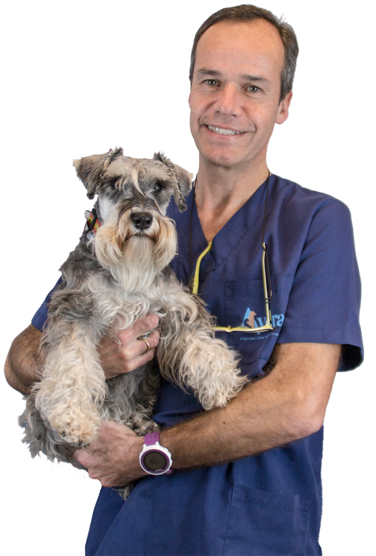 Servicios veterinarios